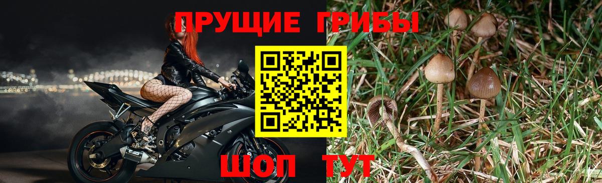 Псилоцибиновые грибы Psilocybine cubensis Энгельс
